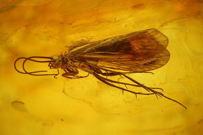 Detailed Fossil Caddisfly (Trichoptera) In Baltic Amber #128338